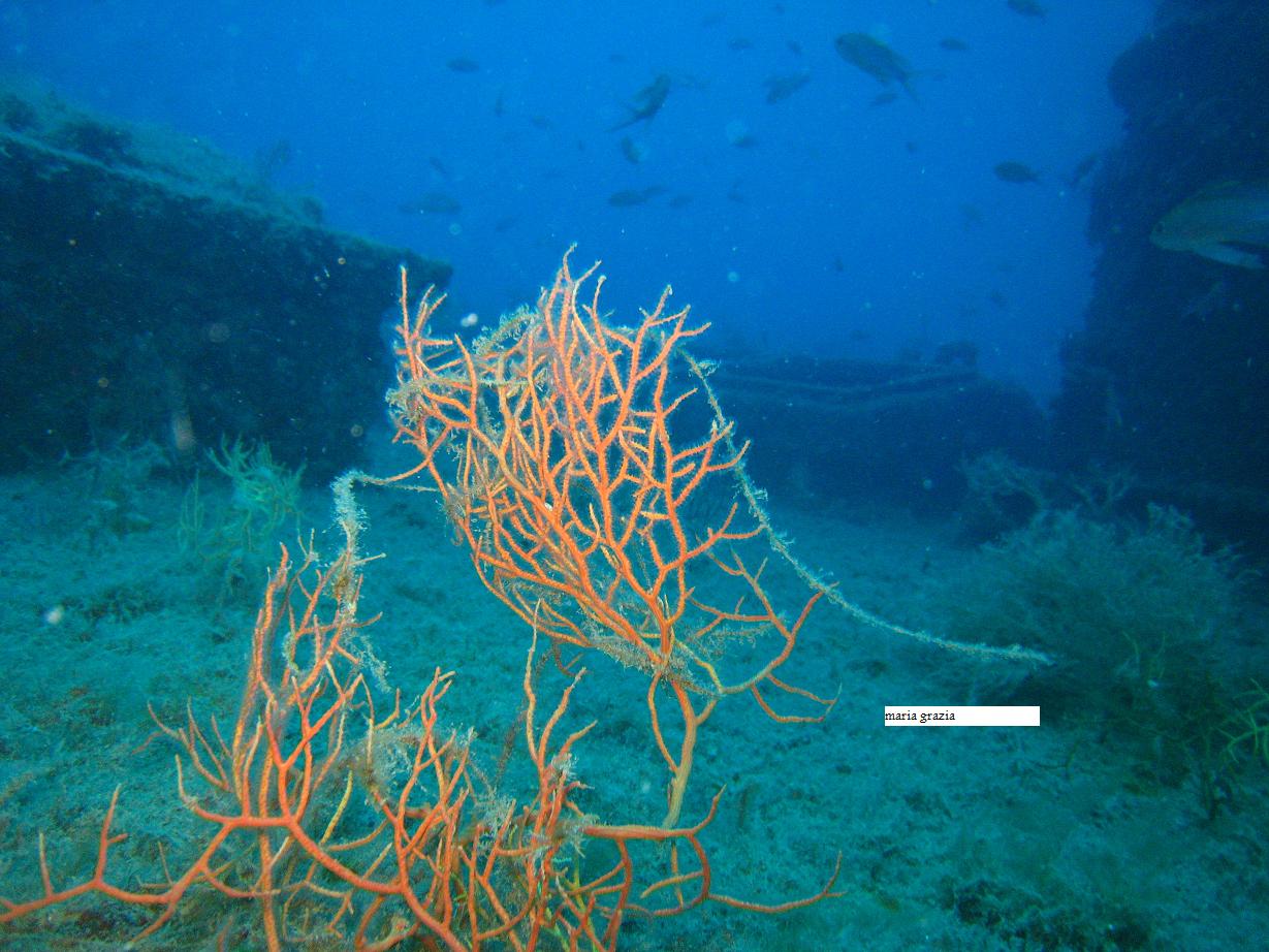 Leptogorgia sarmentosa